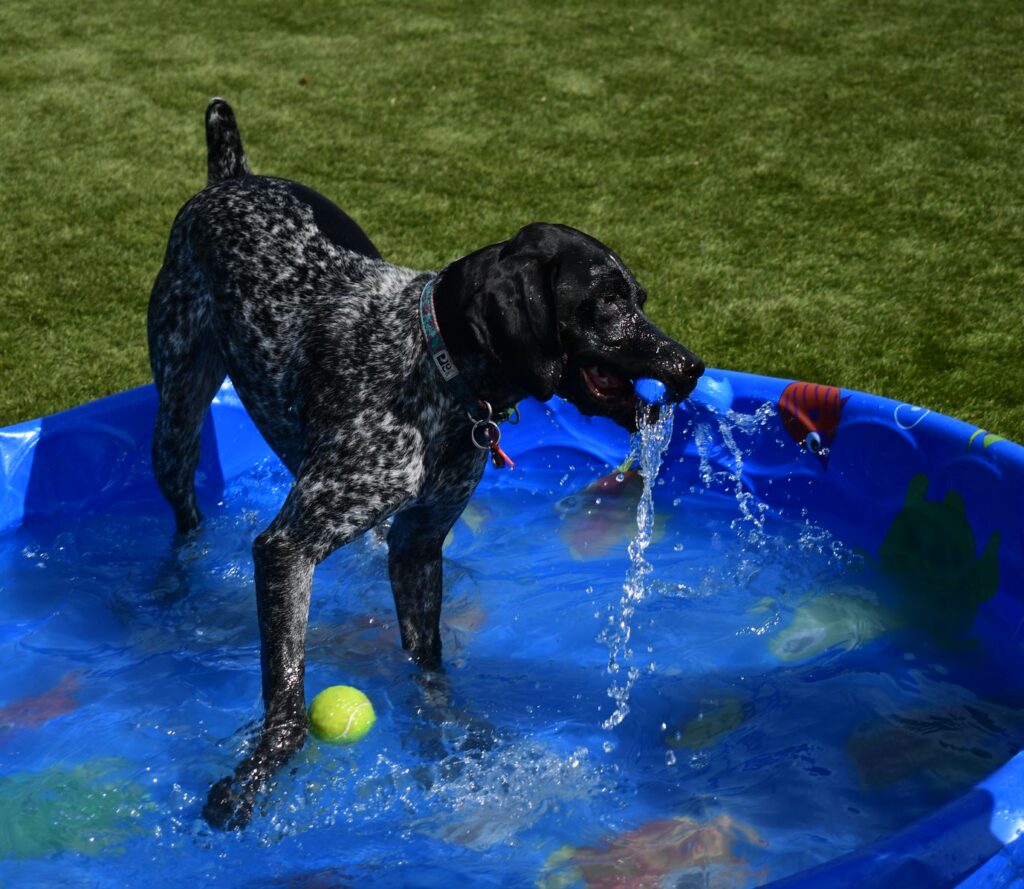 A black and white dog stands in a blue plastic kiddie pool on green grass, playing with water in its mouth. A yellow tennis ball floats nearby inside the pool.