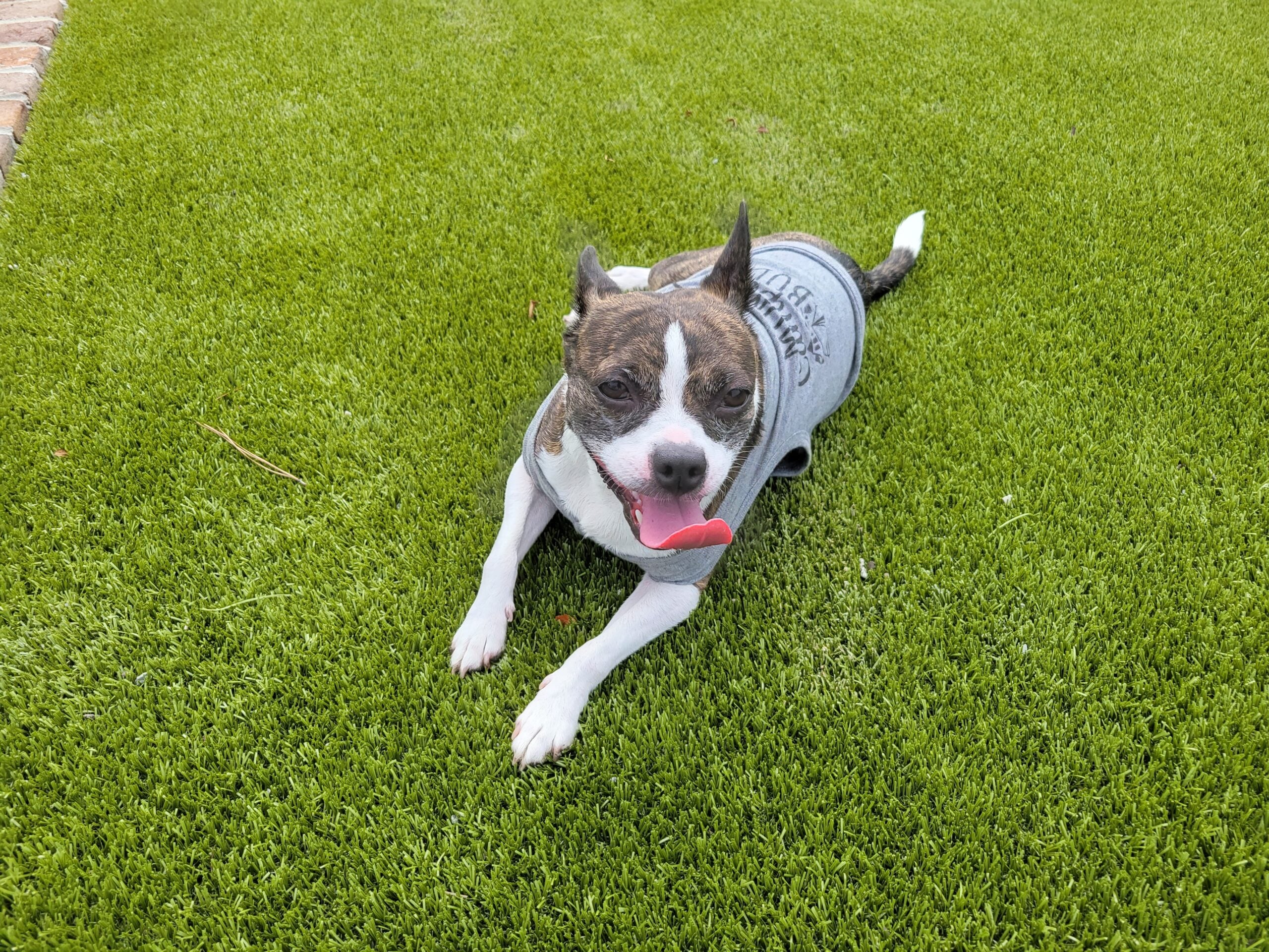 A small dog with a brown and white coat lies on green grass, wearing a gray shirt and panting with its tongue out, looking up at the camera.