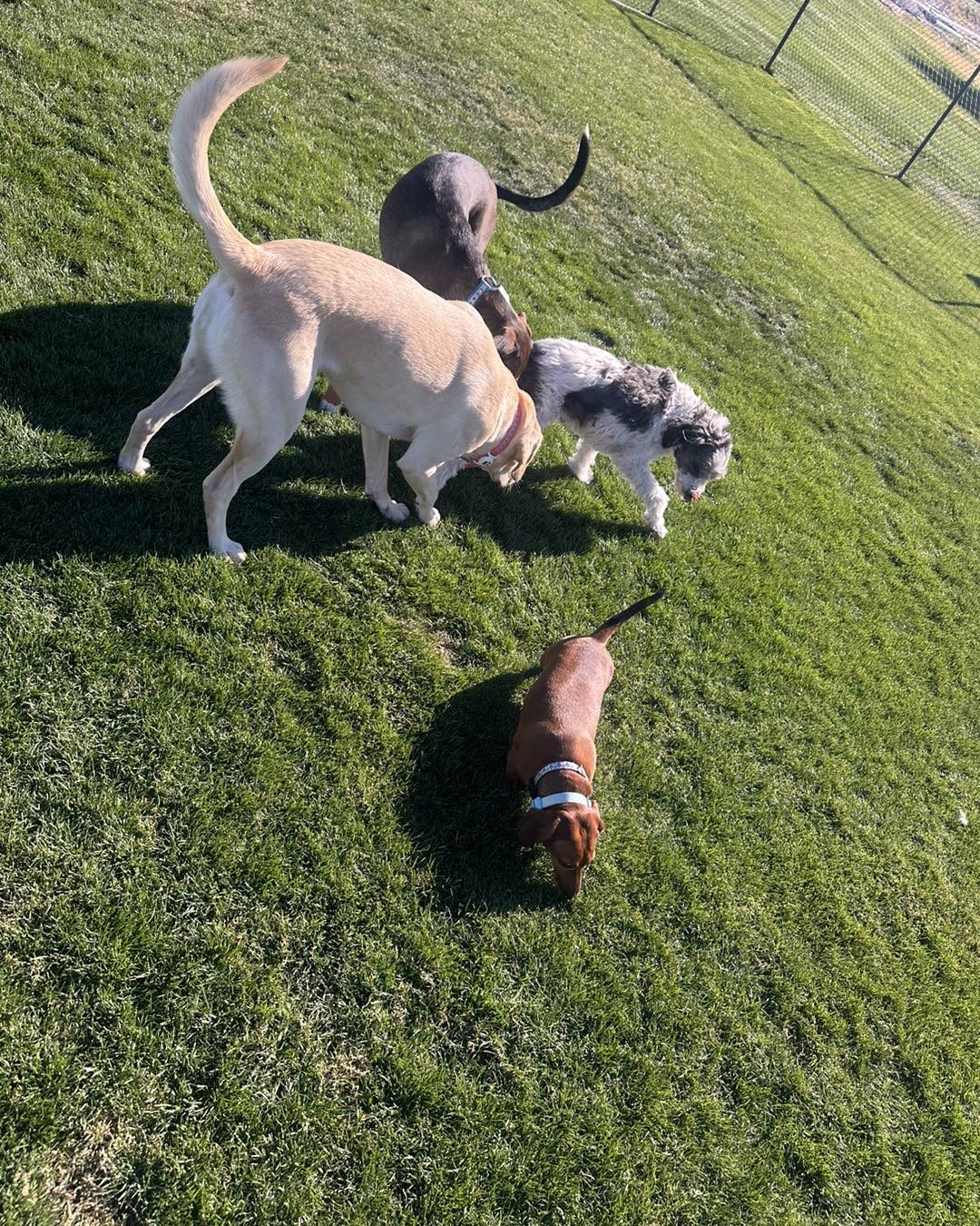 Four dogs with different coat colors and sizes sniff the grass together in a sunny, fenced grassy area, while a small brown dachshund explores a few feet away from the group.