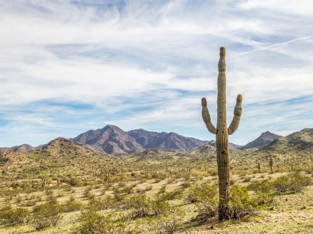 A large saguaro cactus stands in a desert landscape with scattered shrubs, under a partly cloudy sky. Mountains rise in the background under soft sunlight.
