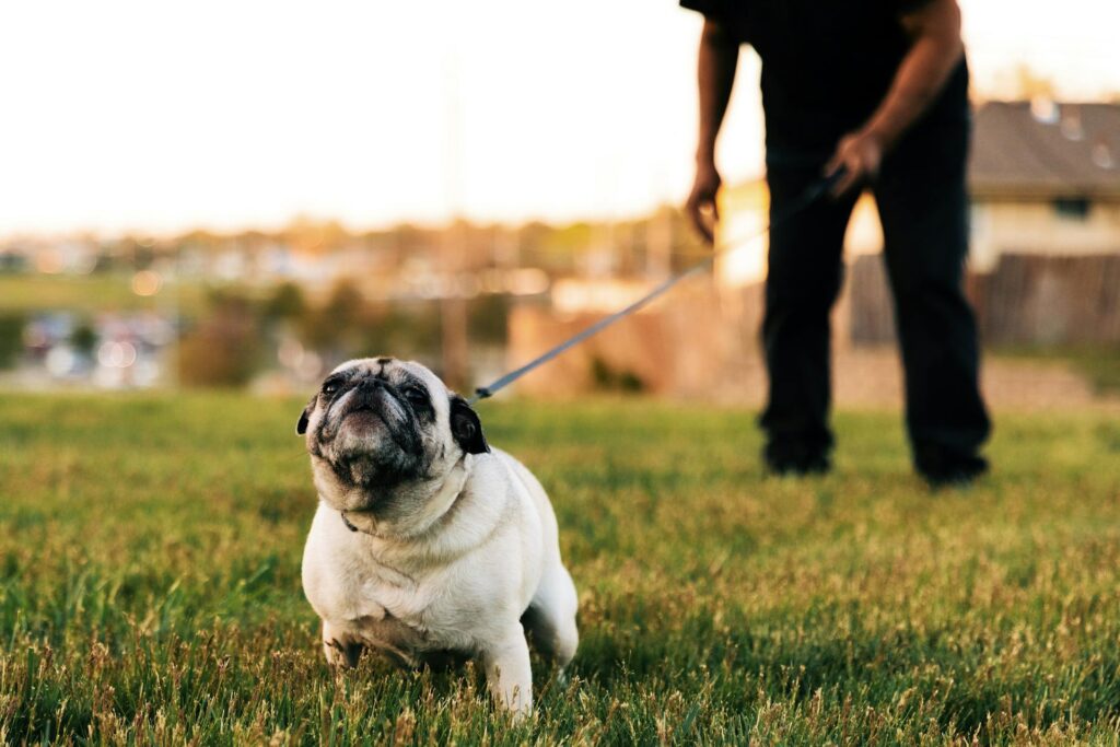 A pug on a leash pulls forward with determination while a person holds the leash in the background, standing on a grassy field during sunset.