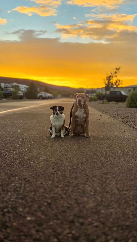 Two dogs, one small and one larger, sit side by side on a road at sunset with a golden sky and scattered clouds in the background, surrounded by parked cars and bushes.