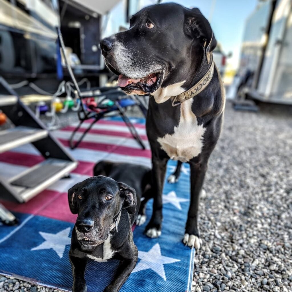Two black and white dogs, one standing and one lying down, are on a blue and red mat with white stars, next to stairs and a trailer on a pebbled surface.
